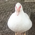 josé/Nolan - @pato_exterminador - Instagram
