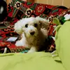 Jose Oblea - @joseoblea21 - TikTok