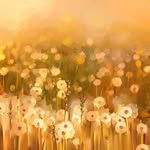 Advertising Business Support - @joseobrien375453 - Instagram