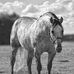 Jose Ocejo - Facebook