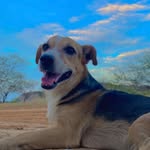 José Oliver Pontes 🐾 - @joseoliverpontes - Instagram
