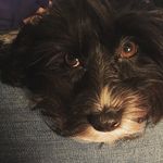 Jose Oquendo - @jose_oquendo_havanese - Instagram