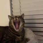 Jose Orendain - @bmo.oreo - Instagram