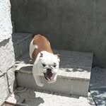 Jose Pelaez - @jose.pelaez.750 - Instagram