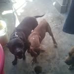 Jose Peralez - @jose.peralez.3958 - Instagram