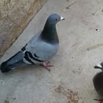 Jose Placencia - @jose.placencia.146 - Instagram