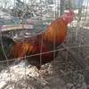 Jose Sanson Camal Ramirez - @jose.sanson.camal - TikTok