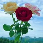 José Seoane - @jose.seoane.14289 - Instagram