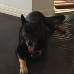 𝕁𝕠𝕤𝕖 𝕥𝕙𝕖 𝕘𝕖𝕣𝕞𝕒𝕟 𝕤𝕙𝕖𝕡𝕒𝕣𝕕 - @jose_the_german_shepard - Instagram