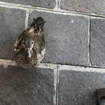 Jose Weeks - @joseweeks63 - Instagram