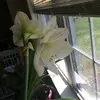 1964 - @josef.diaz10 - TikTok