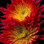 Josefa Arce - Facebook