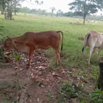 Josefa Celis - Facebook