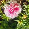 Josefa Collazos Anton - @josefa.collazos.a - TikTok