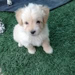 Josefa Cortes - @josefa.cortes.90260 - Instagram