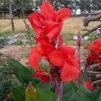 Josefa Cortes - Facebook