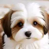 Josefa Huerta - @josefa.huerta - TikTok