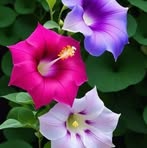 Josefa Osorio - Facebook