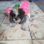 Josefa Pardo - @josefapardo3241 - Instagram