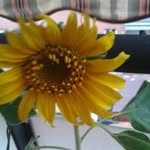 Josefa Ruíz Corvacho - @josefaruizcorvacho - Instagram