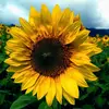Josefa Santos - @josefasantos72 - TikTok