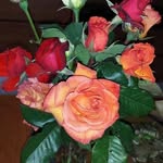 Josefa Serrano - @pepiserrano5313 - Instagram