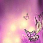 Josefa Ulloa - Facebook