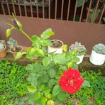 María Josefa Ulloa Amador - Facebook