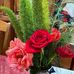 Josefina Marsh - Facebook