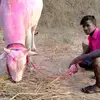 Joseph Alpert - @karuvakaruppu - TikTok