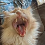 Joseph Altieri - @depresseddoxie - Instagram