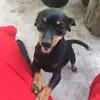 Nacho - @josepharo0 - TikTok