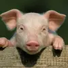 joseph.ates - @joseph.ates - TikTok
