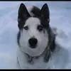 Joseph Audet - @jobin069 - TikTok