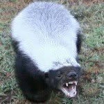 Erin Joseph Badger - @surly_badger - Instagram