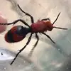 Joseph Bartee - @joey.bartee - TikTok