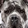 josephbasso2 - @josephbasso2 - TikTok