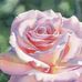 Joseph Benner - A vida impessoal / The impersonal life - Facebook