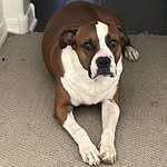 ‘A Dog’s Life is Ruff-ing Awesome’ - @josephboccia7 - Instagram