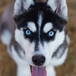 joseph and buster🐺 - @joseph_zanguillo - Instagram