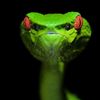new viper - @ceaserjoseph - TikTok