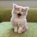 Joseph cerillo - Facebook