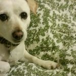 Joseph Cheeks - @fearlessone1973 - Instagram