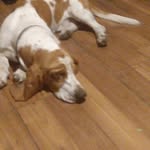 Basset Houndlover - @joseph.clardy.tyler - Instagram