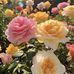 Joseph Cross - Facebook