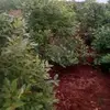 josephcomba379 - @josephcomba379 - TikTok
