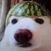 DoggoMelon - @josephconstante7 - TikTok