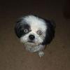 Joseph Coppess - @josephcoppess - TikTok