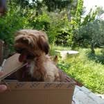 Joseph Corso - @corsojoseph5 - Instagram