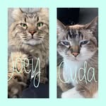 JoeyAndCuda - @joseph.cuda - Instagram
